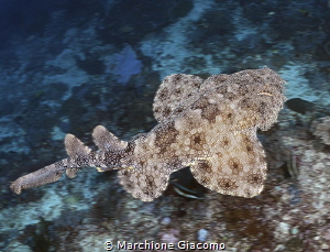Wobbegong shark. Raja Ampat
Nikon D800E , 12/24mm
Seaca... by Marchione Giacomo 